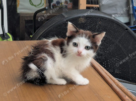 Kitten for sale