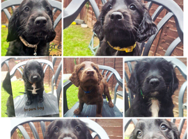 Beautiful sprocker pups