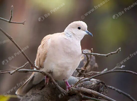 barbary/java doves wanted
