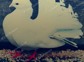 English fantails