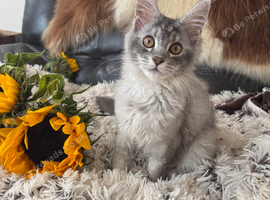 TICA-REGISTERED MAINE COON KITTENS