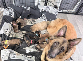 German Shepherd Puppies