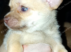 Updated one girl one boy apple head Chihuahua