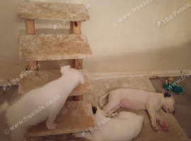 Akita cross bull terrier puppies