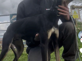 Working dog well bred saluki greyhound