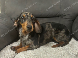 Miniature dapple dachshund