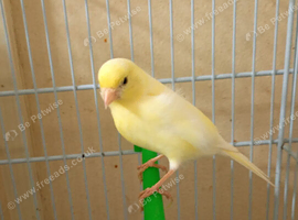 One female canary for sale