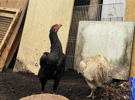 Shamo for sale in Birmingham