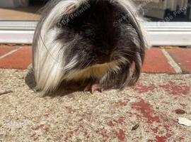Pure Peruvian beautiful black and white long haired Erick