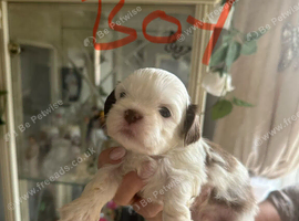 Shih Tzu Pups For Sale
