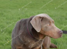 Silver Labrador for stud only