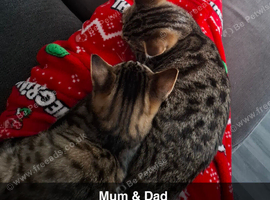 Kittens