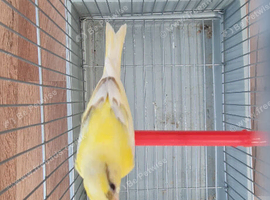 Raza jaspe canary