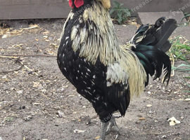 Polish cockeral