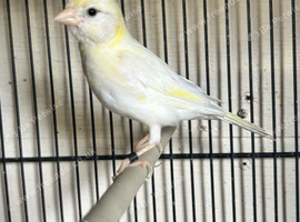 Irish fancy cock bird
