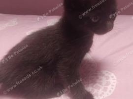 1 little boy ( black ) ready for his new home now