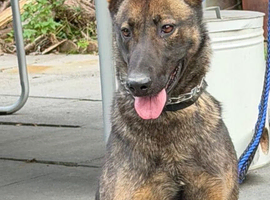 Dutch herder female 4 years old Ben registered
