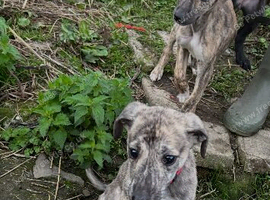 Lurcher pups