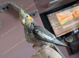 Baby hand reared silly tame cockatiel