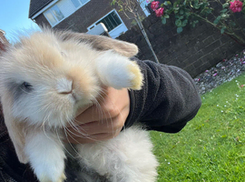 8 week mini lop doe