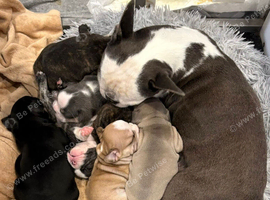 Exceptional Litter of French Bulldog Puppies