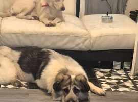 Two dogs
