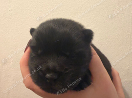 Chow pups