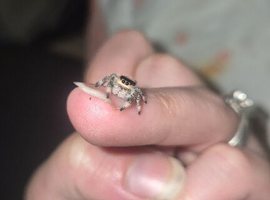 Female jumping spider