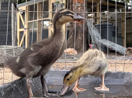 Duck pair for sale