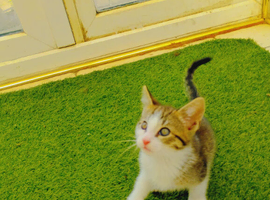 Kitten