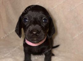 Litter of 9 for sale