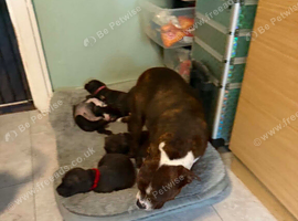 Staffordshire bull terrier puppies