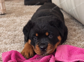 Exceptional Rottweiler Puppies &ndash; ADRK & Dr Timmitor Bloodlines