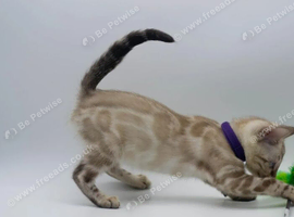 Stunning Bengal Kittens