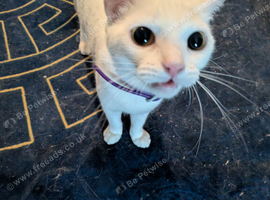Luna around 1 year & a half