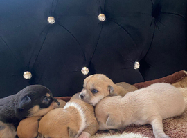 Chihuahua puppies