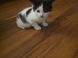 Kitten for sale