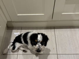 Puppy for sale