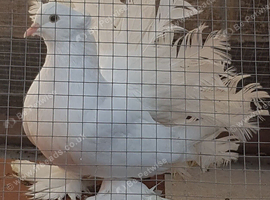 Massive Indian Fantail. Sale or SWAP.
