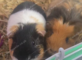 Cinnamon and Biscuit