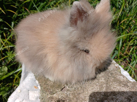 Stunning DM Lionhead baby rabbits