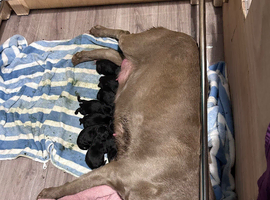 Labrador puppies