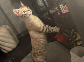 Stunning bengol cat