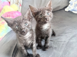 Savannah cross kittens
