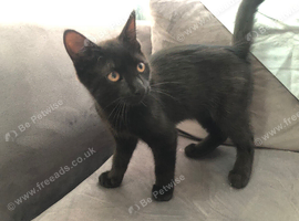Black Male Mixed Breed