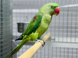 Alexenderian parrot