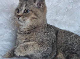 Pretty Scottish Straight Kittens