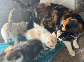 Kittens Ready Now