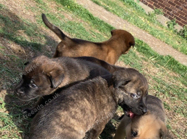 4 Lovely Gorgeous Cane Corso Girls And 1Boy