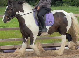 14.3hh cob gelding 13 years old